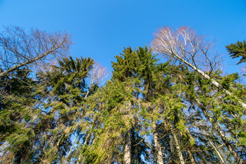 snowy winter countryside scene with snow and frozen trees