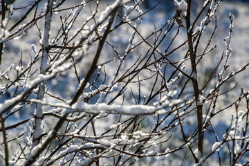 frozen vegetation in winter on blur background