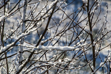 frozen vegetation in winter on blur background