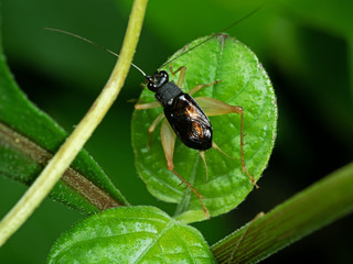 Macro Photo of Little Cricket on Green Leaf
