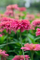 Pink zinnia   with beautiful blooming in the  garden  fields