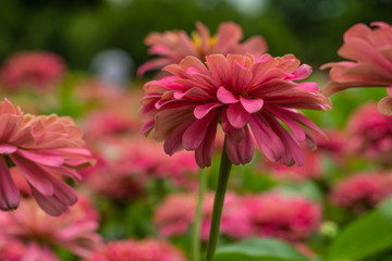 Pink zinnia  with beautiful blooming in the  garden  fields