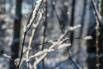 frozen vegetation in winter on blur background
