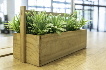 Small trees are planted in wooden crates for home decoration.