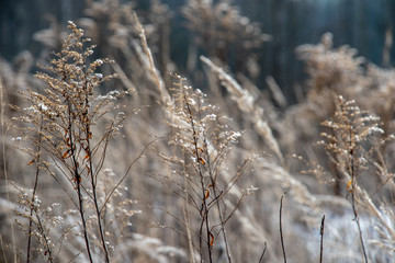 frozen vegetation in winter on blur background