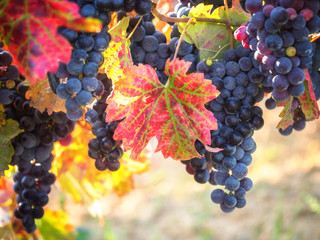Bunch of ripe blue grapes with color autumn leaves, natural agricultural sunny background of...