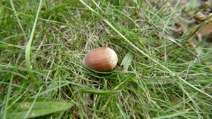 Hazelnut on grass