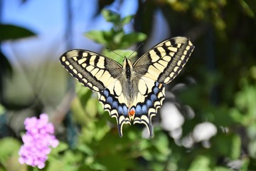 Papillon