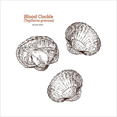 blood cockle or blood clam, Hand draw sketch vector.