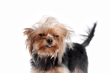 Yorkshire terrier looking at the camera in a head shot, against a white studio background