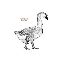 Hand drawn goose isolated. Engraved style vector illustration.