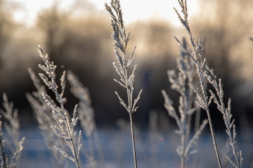Fototapeta premium frozen vegetation in winter on blur background
