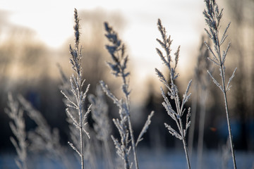 frozen vegetation in winter on blur background