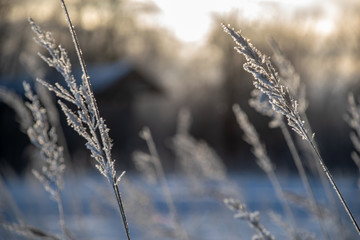frozen vegetation in winter on blur background