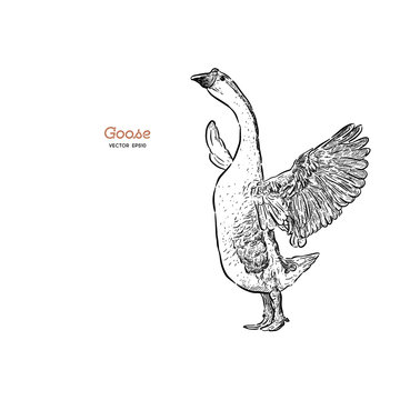 Hand Drawn Goose Isolated. Engraved Style Vector Illustration.