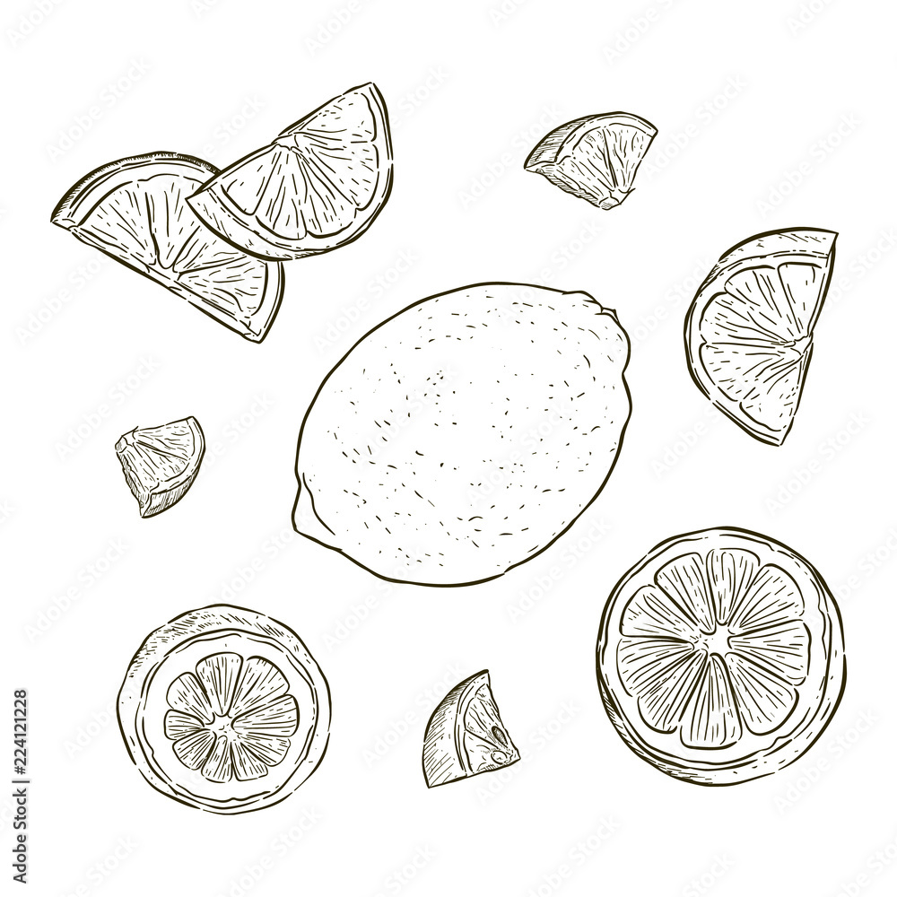 Wall mural hand-drawn illustration of lemon. vector