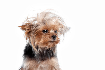 Yorkshire terrier mini - a head shot, against a white studio background