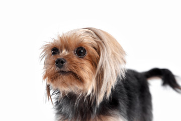 Yorkshire terrier looking at the camera in a head shot, against a white studio background