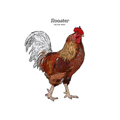 Hand drawn rooster isolated. Engraved style vector illustration.