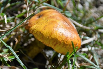 Champignon de montagne