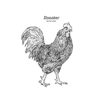 Hand drawn rooster isolated. Engraved style vector illustration.