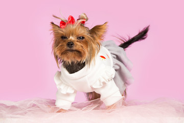 Yorkshire terrier mini - a head shot, against a pink studio background