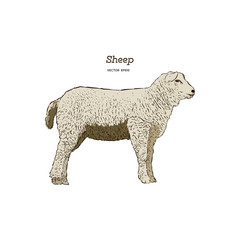Sheep sketch style.