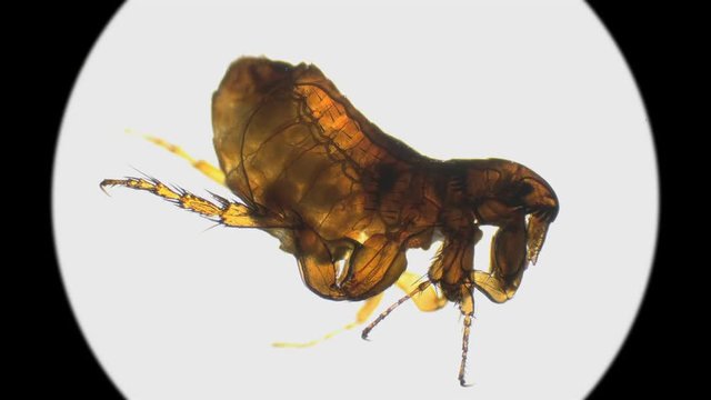 a flea under a microscope in which the work of internal organs is visible