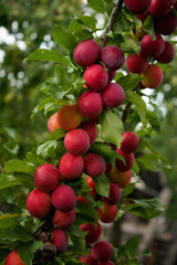 Unusual bright pink and red slightly moist plums on a curved branch against a green background.