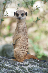 Meerkat suricate or Suricata suricatta. Small carnivoran belonging to the mongoose family - Herpestidae. African native cute animal.