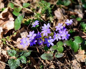 liverleaf flowers, Hepatica nobilis, in spring forest bed