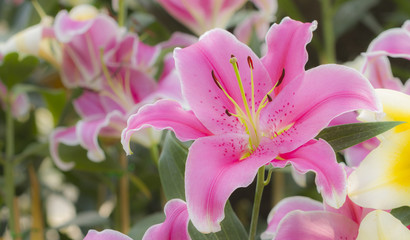 Pink lily flowers closeup