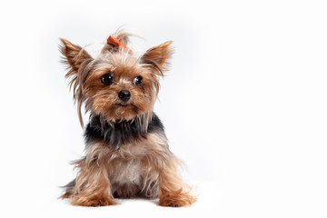 Yorkshire terrier mini - a head shot, against a white studio background