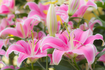 Pink lily flowers closeup, Soft focus.