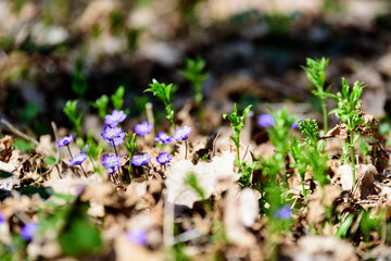 liverleaf flowers, Hepatica nobilis, in spring forest bed