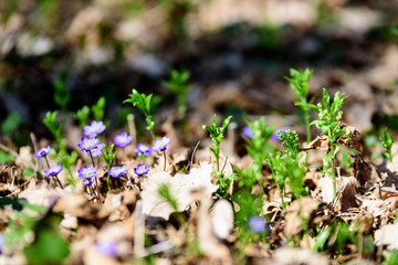 some flowers in forest