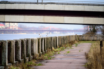 Fototapeta premium seagull sitting on the rails of bridge