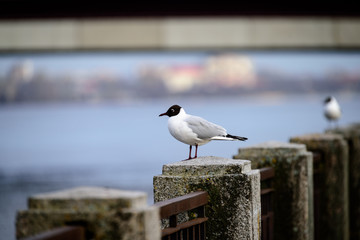seagull sitting on the rails of bridge