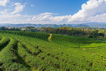Fototapeta na wymiar Green tea Farm with Landscape of Mountain with blue sky and clouds for background,Nature concept background.