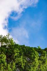 Obraz premium Blue sky with tree background.