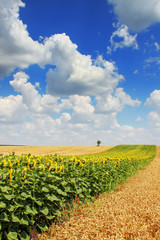 Agricultural field with blue sky
