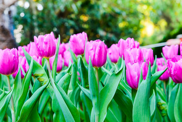 Beautiful bouquet of tulips nature background.