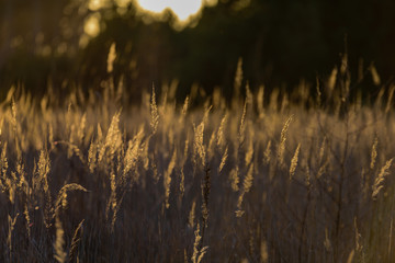 bents in sunset by the lake