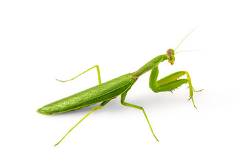 Beautiful green insect European Mantis or Praying Mantis isolated on white background