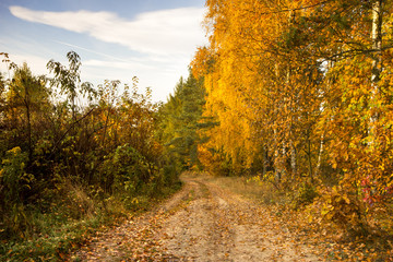 Beautiful, autumn parkland full of colors.Pomerania ,Poland 
