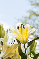 Yellow lily flowers closeup