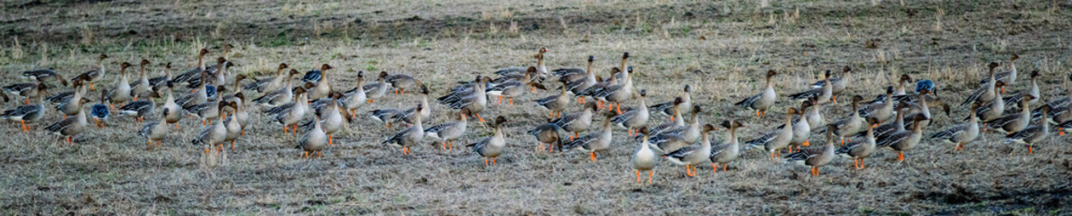 large flock of goose gathering in the field to fly south