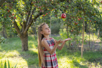 Beautiful girl in an apple orchard. A child tears apples from a tree. Picking apples. The girl throws an apple