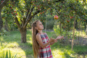 Beautiful girl in an apple orchard. A child tears apples from a tree. Picking apples. The girl throws an apple