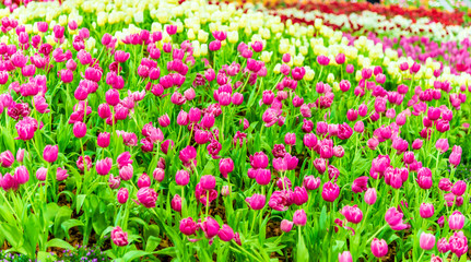 Fototapeta premium Beautiful bouquet of tulips in the garden ,nature background.